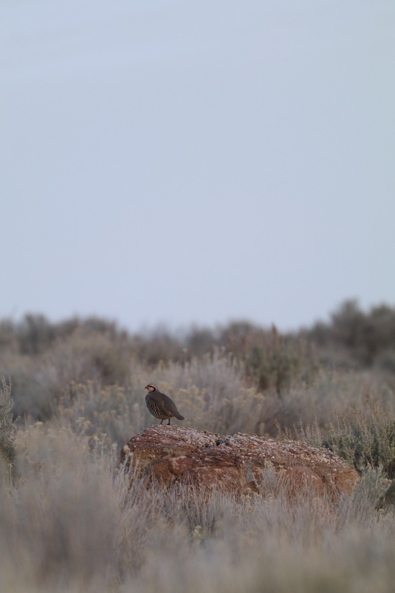 orebice čukar - ML645255771