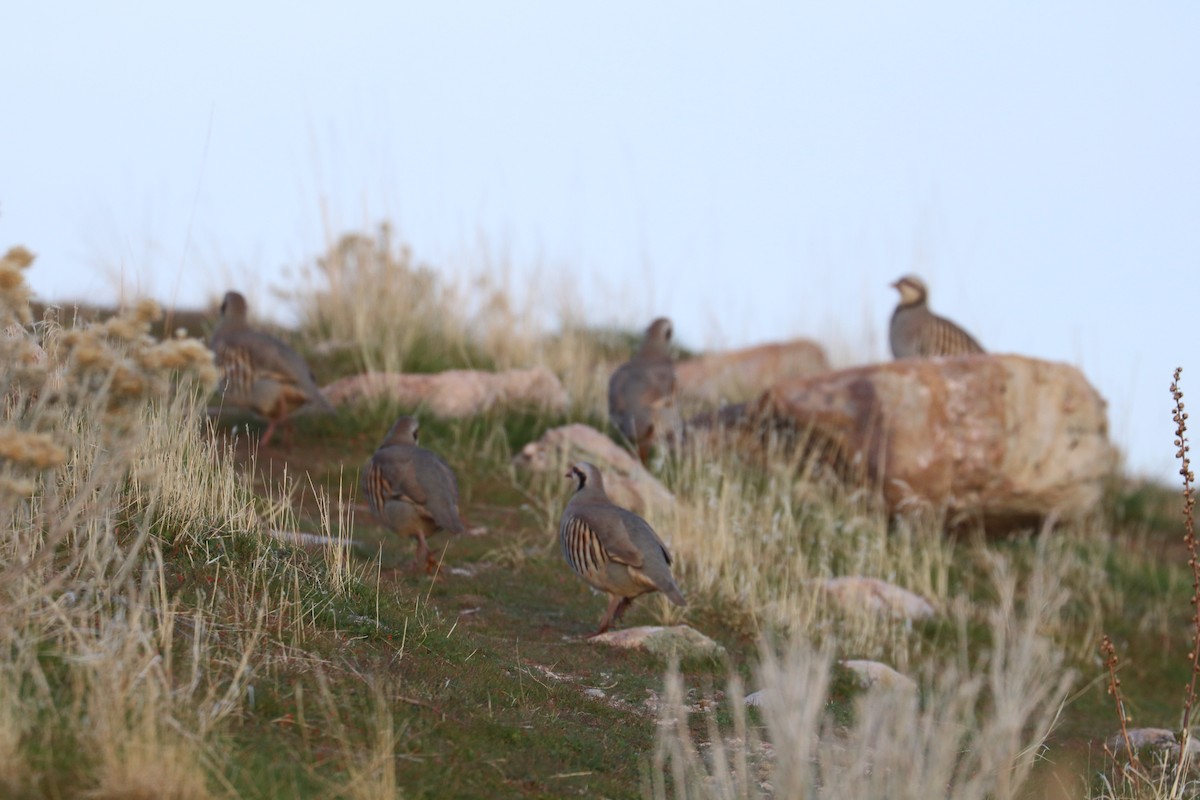 orebice čukar - ML645255772