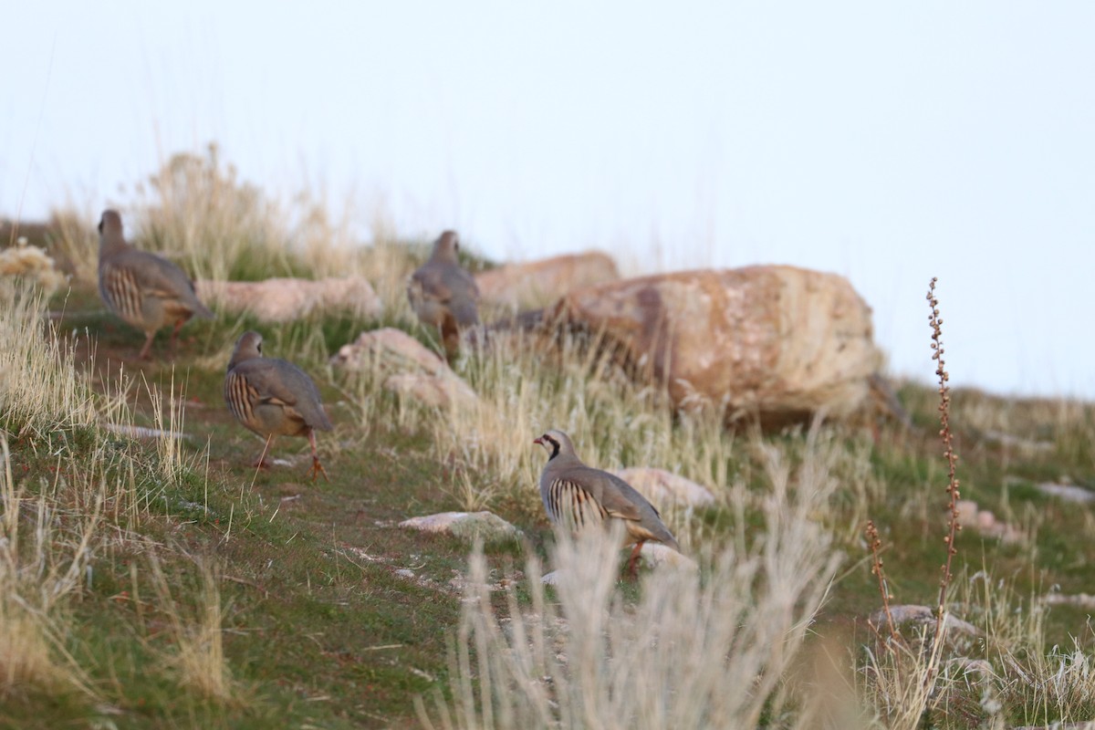 orebice čukar - ML645255773