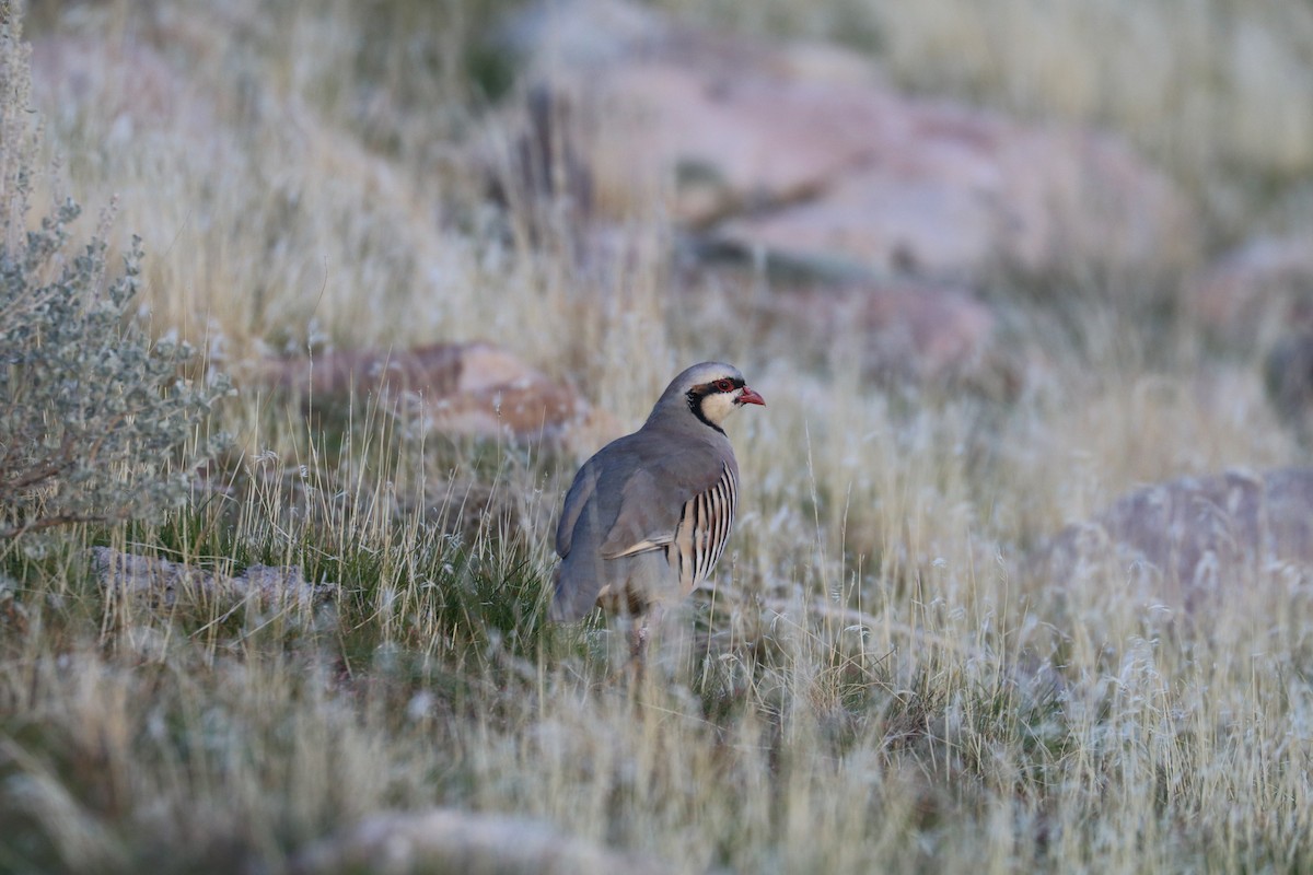 orebice čukar - ML645255774