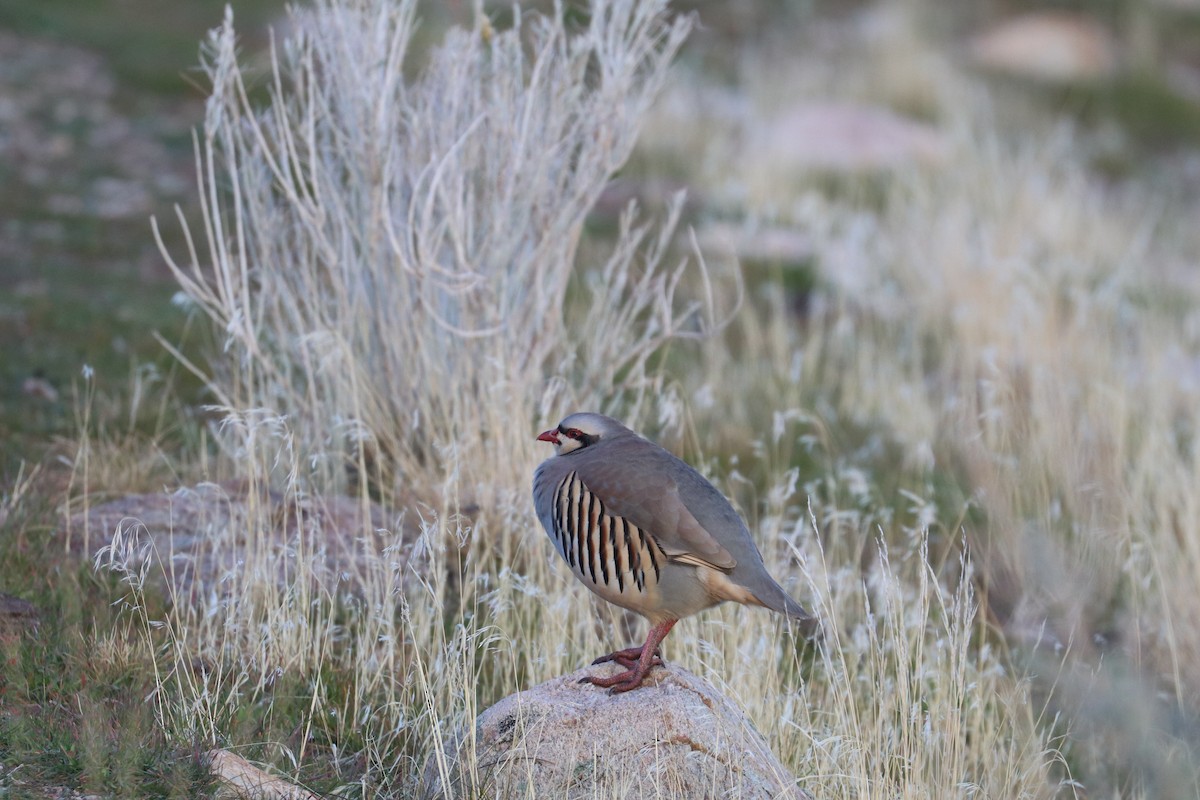 orebice čukar - ML645255775