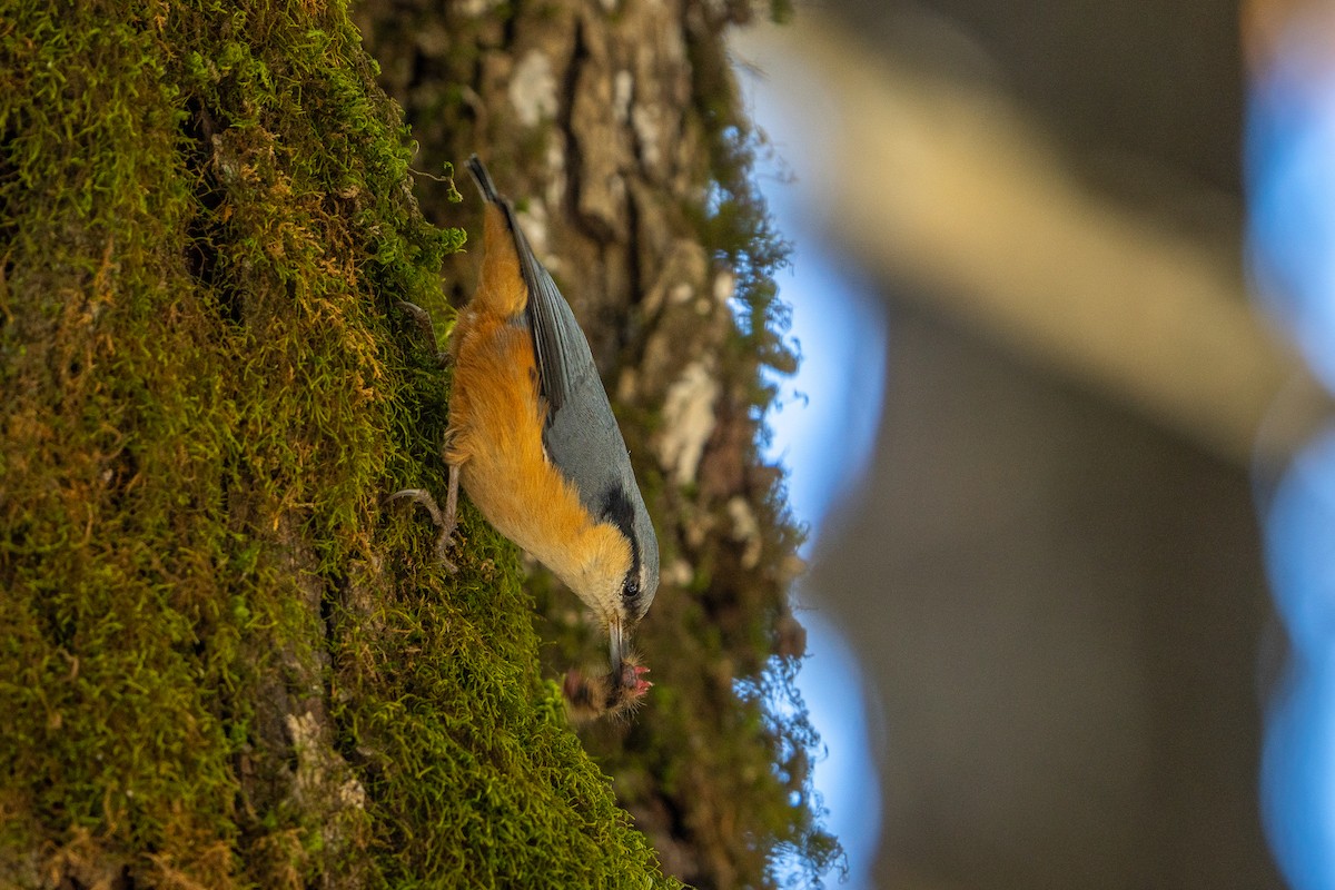 White-tailed Nuthatch - ML645255797