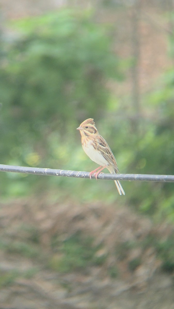 Rustic Bunting - ML645255809