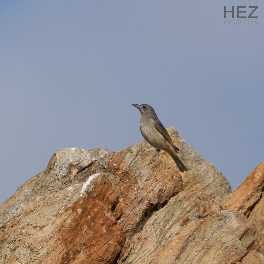 Gray Shrikethrush - ML645255824