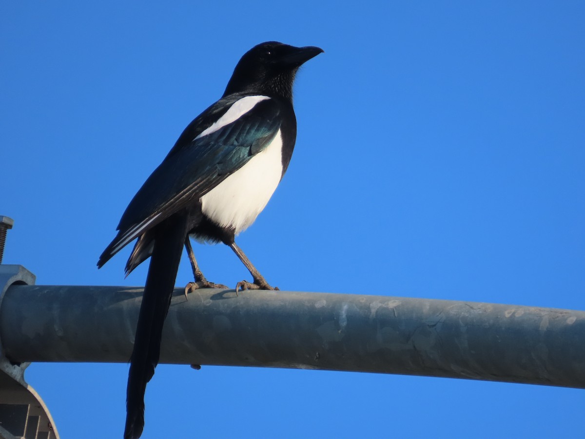 Orientelster - ML645255825