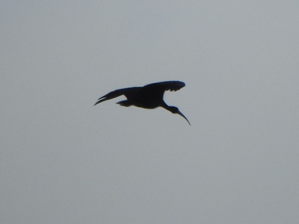 Bare-faced Ibis - ML645255826