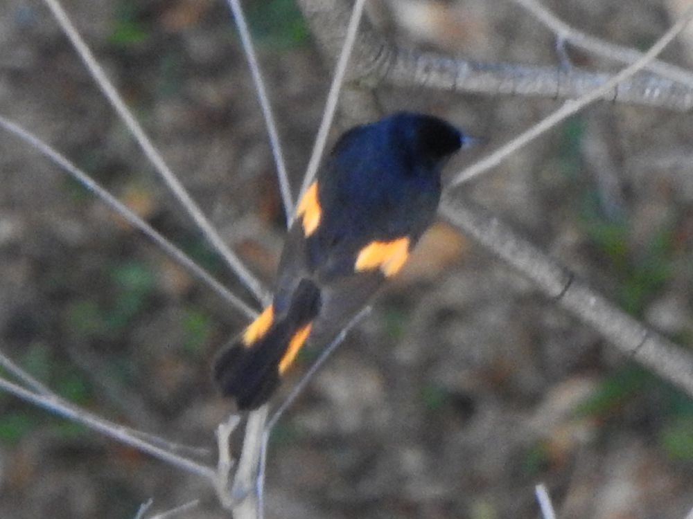 American Redstart - ML645255836