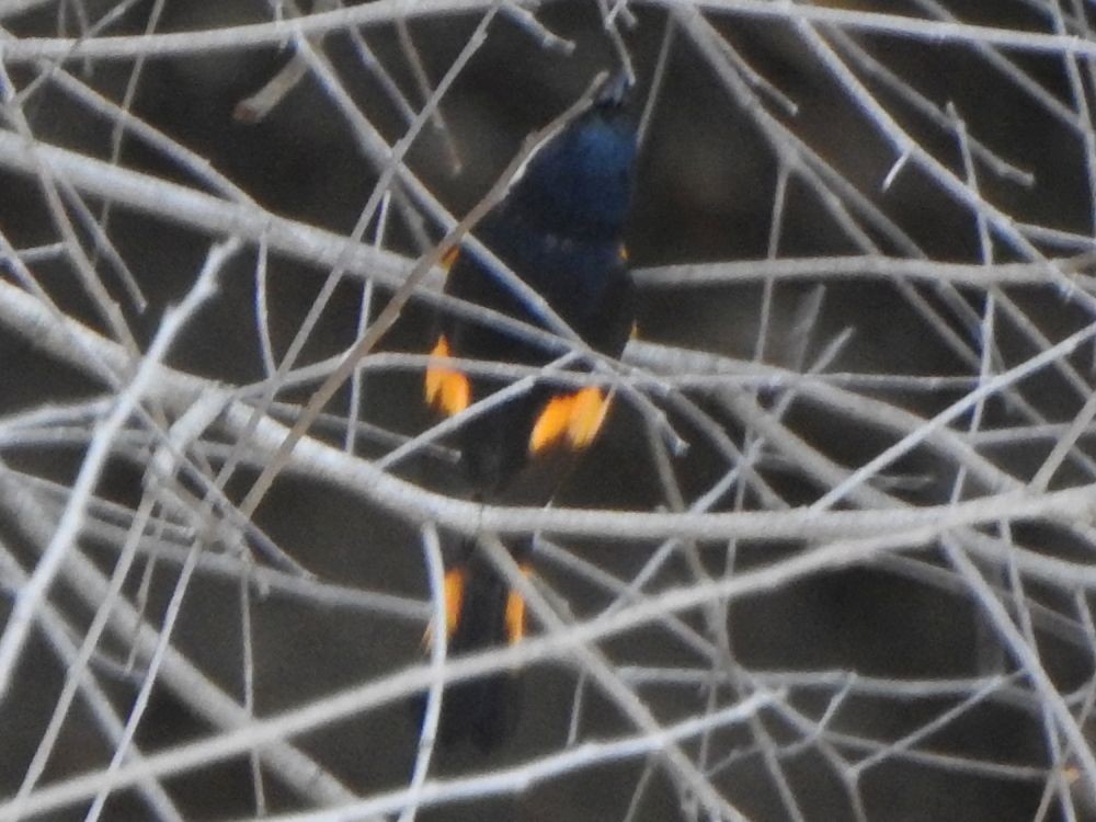 American Redstart - ML645255837