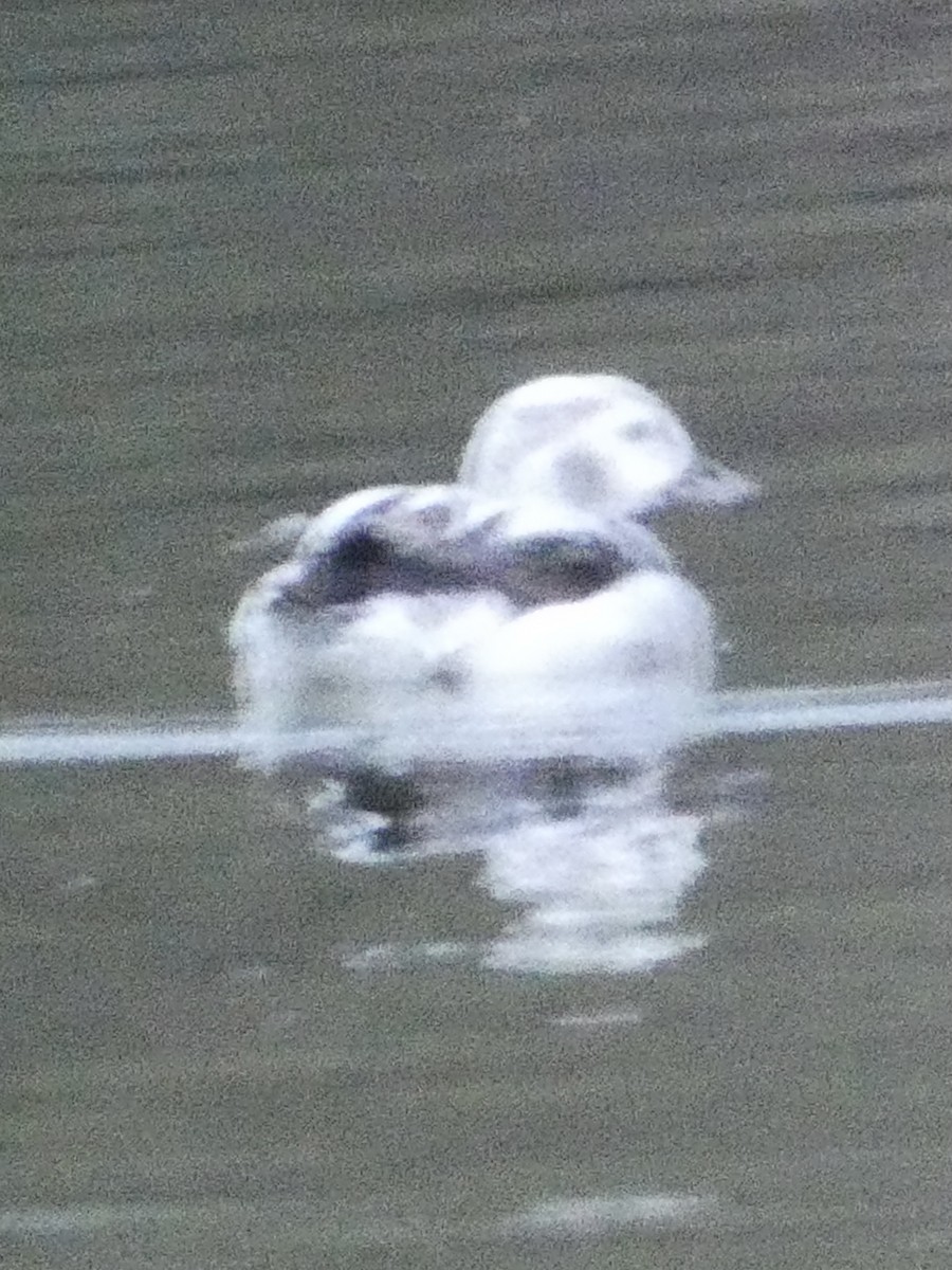 Long-tailed Duck - ML645255850