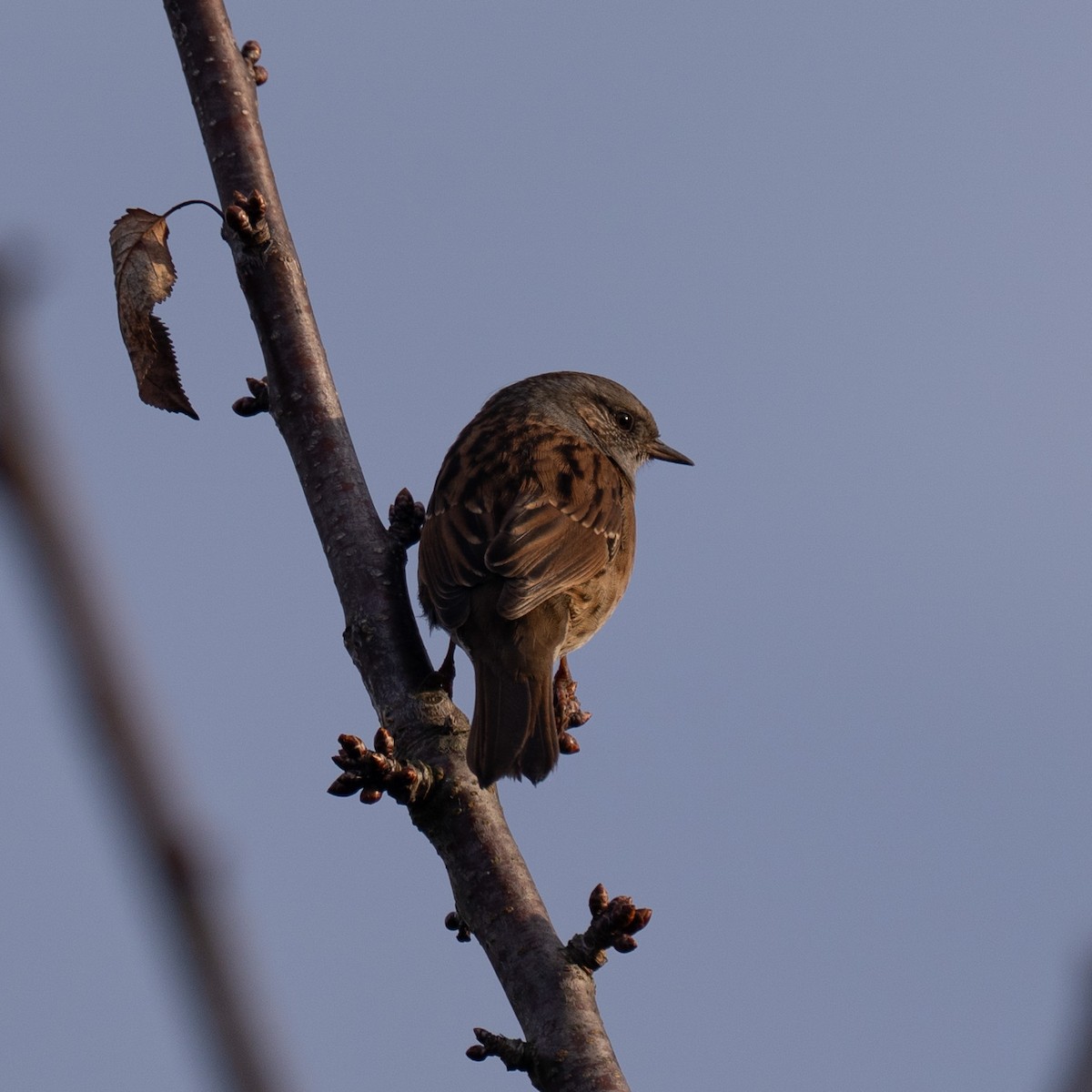 Dunnock - ML645255851