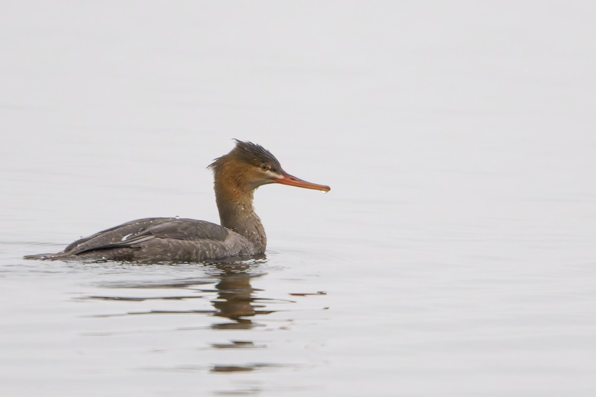 Serreta Mediana - ML645255867