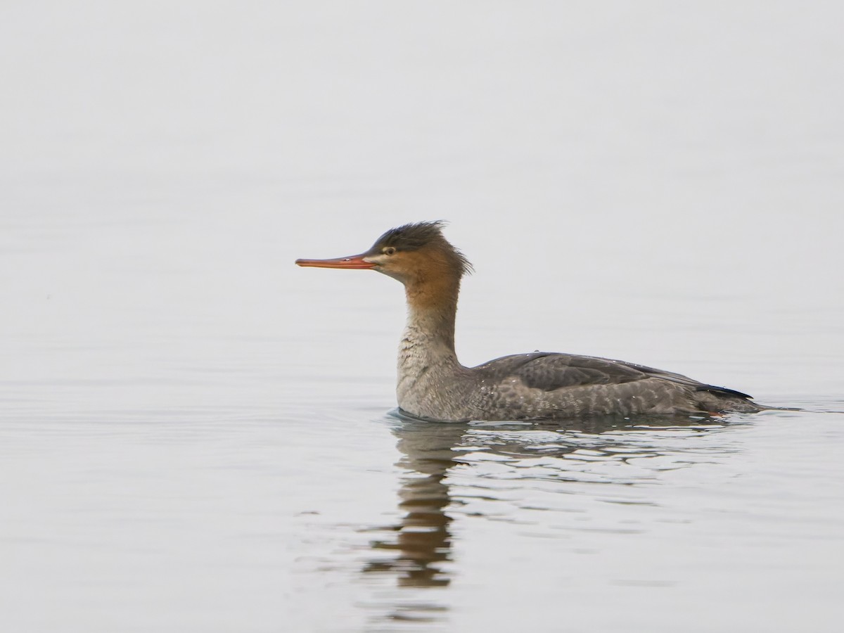 Serreta Mediana - ML645255868