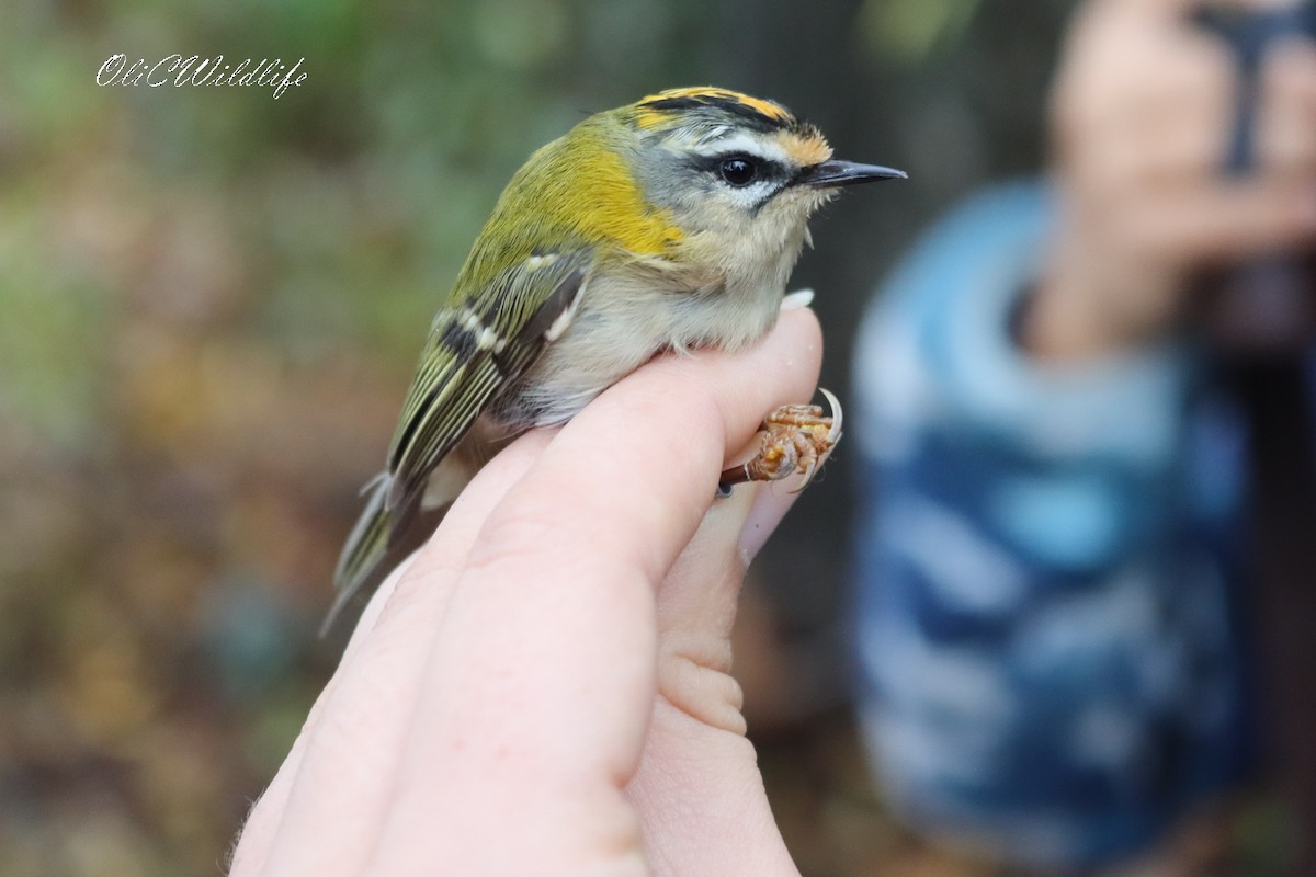 Common Firecrest - ML645255876
