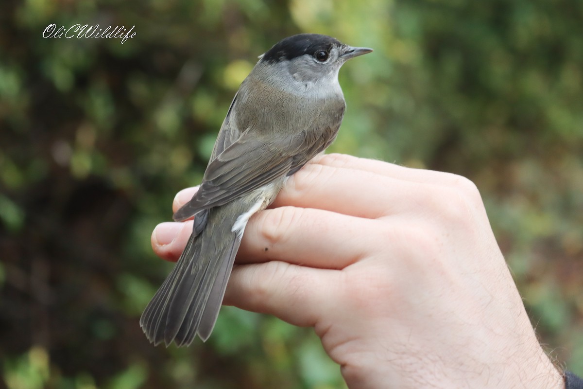 Eurasian Blackcap - ML645255877