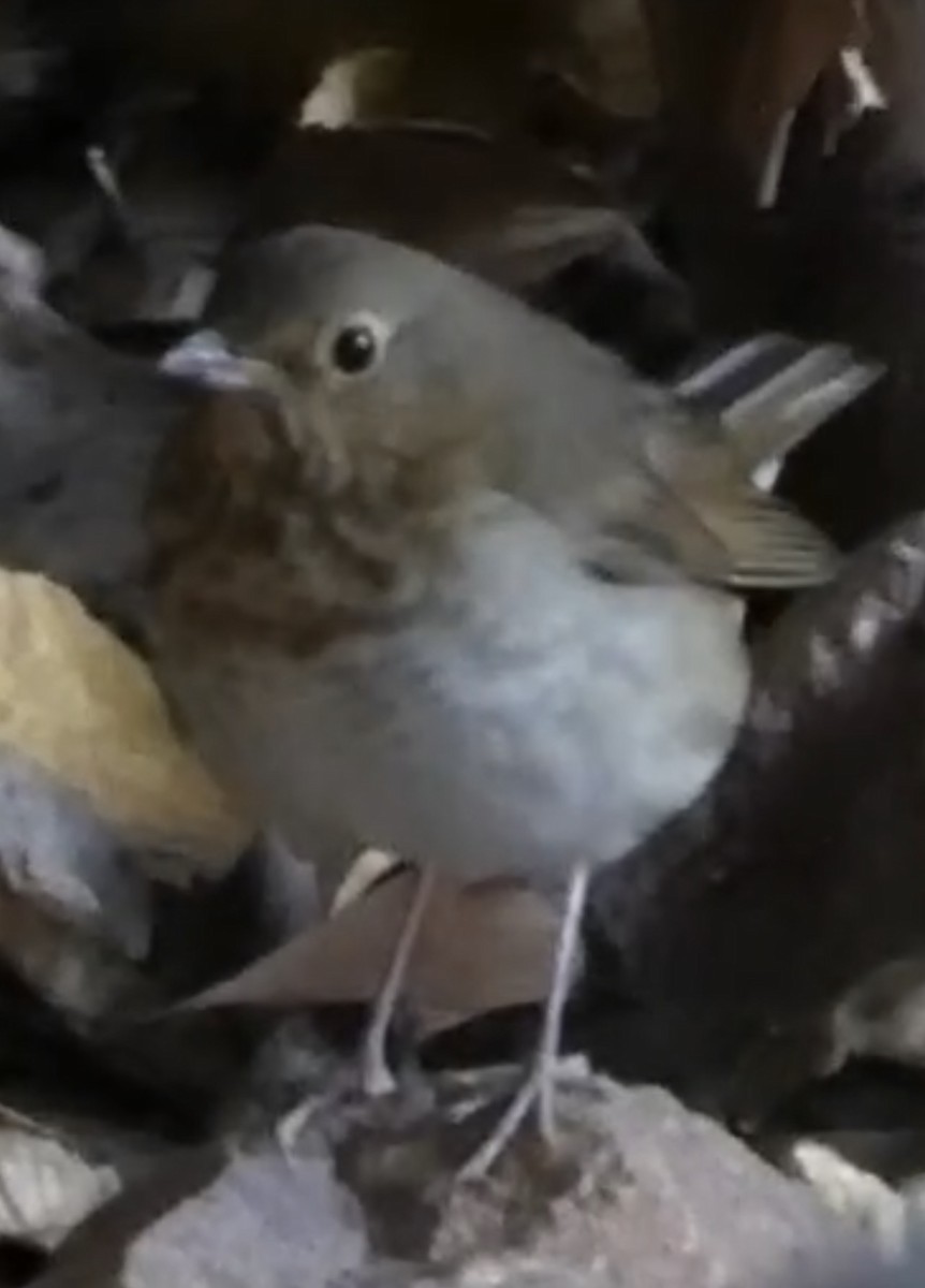 Swainson's Thrush (Olive-backed) - ML645255878