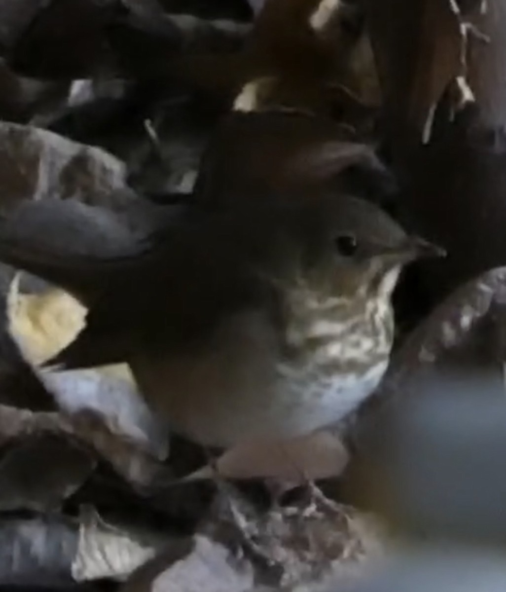Swainson's Thrush (Olive-backed) - ML645255879