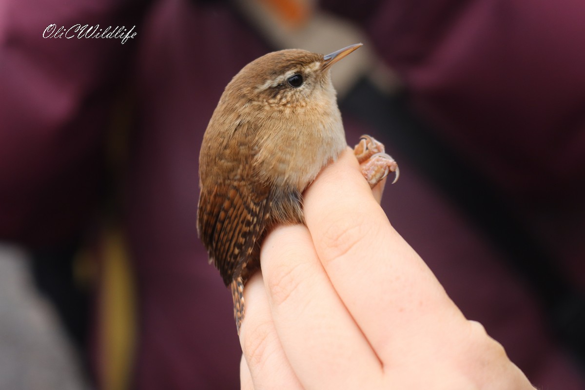 Eurasian Wren - ML645255883