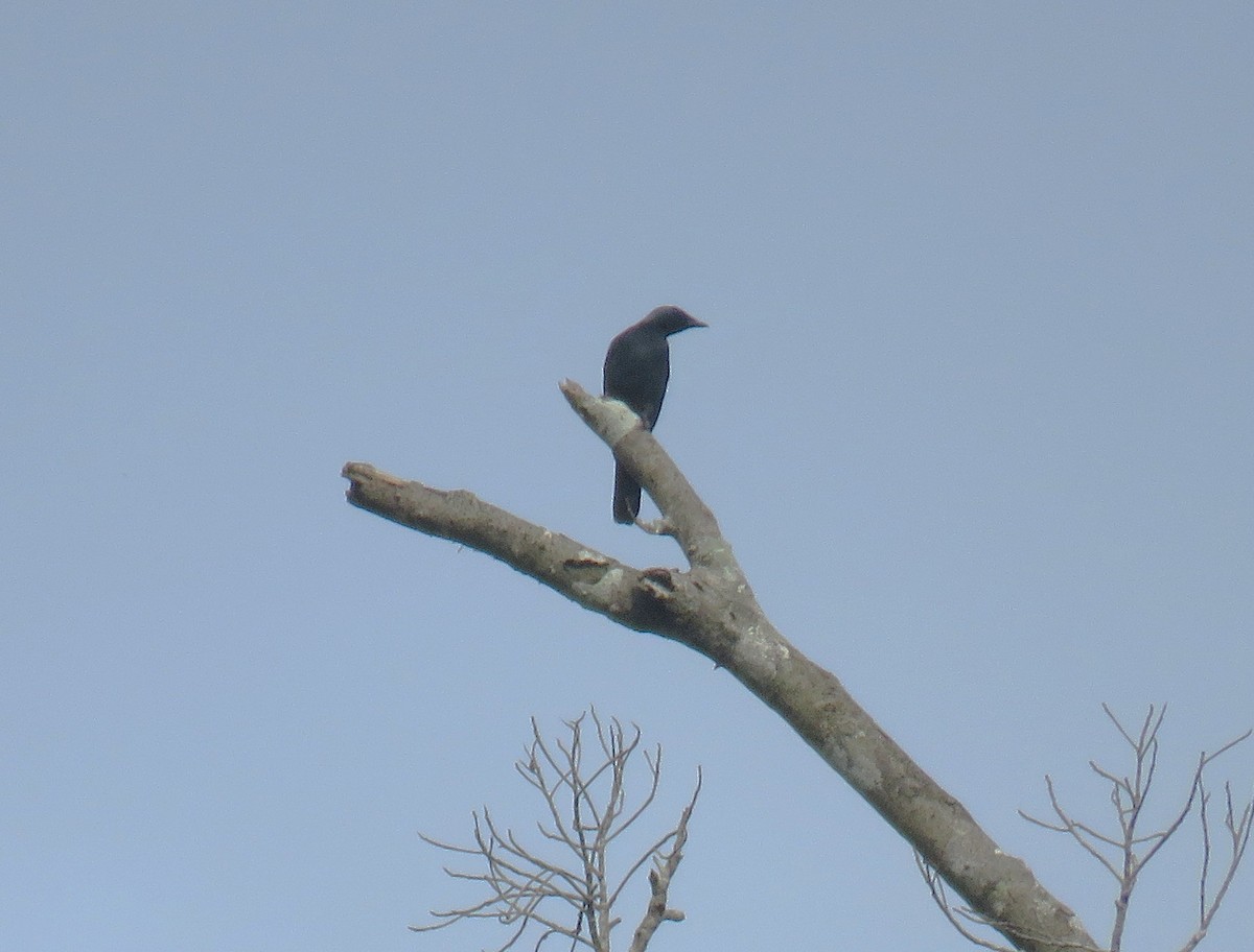 Sulawesi Cicadabird - ML645255892