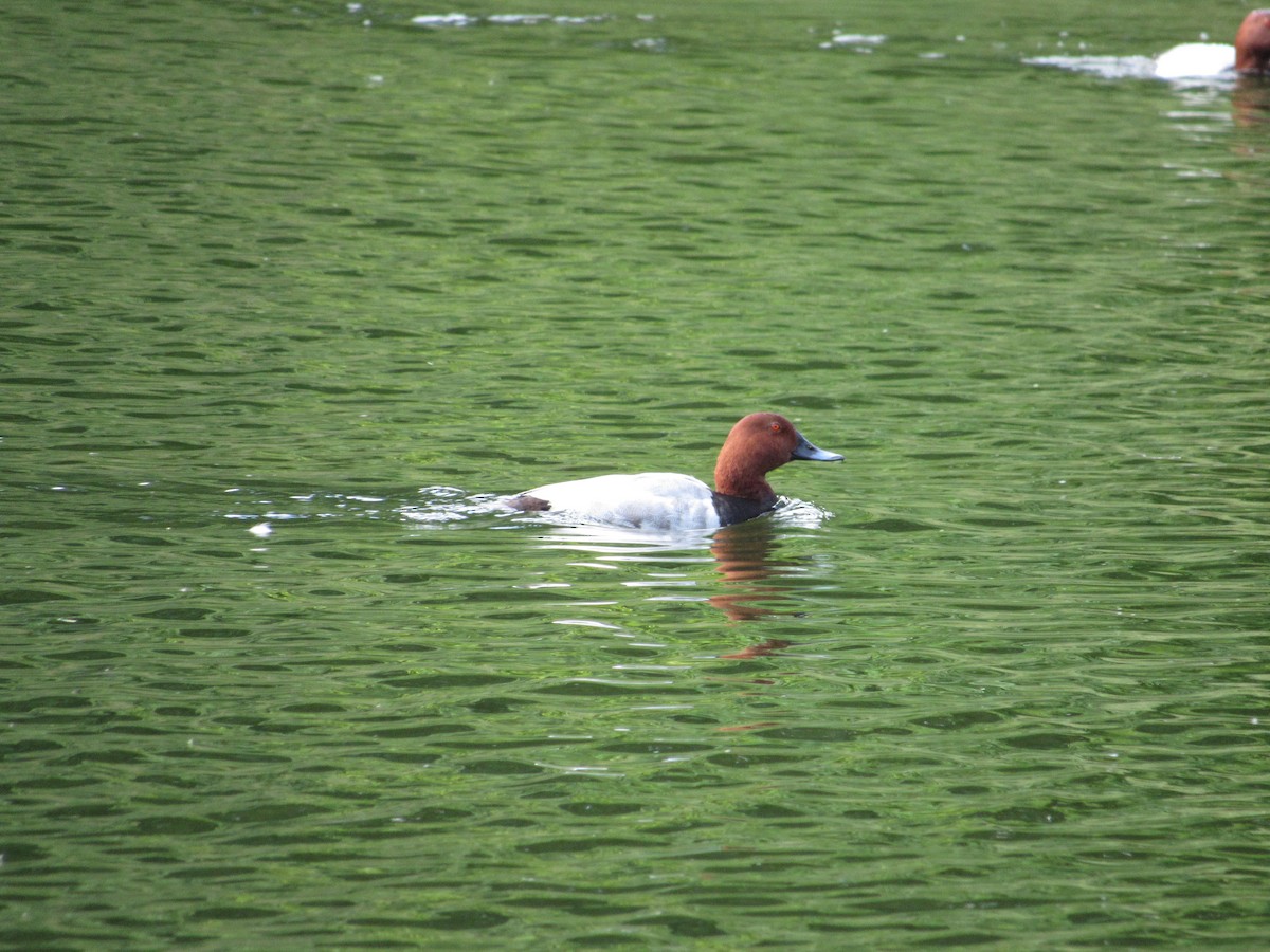Common Pochard - ML645255915