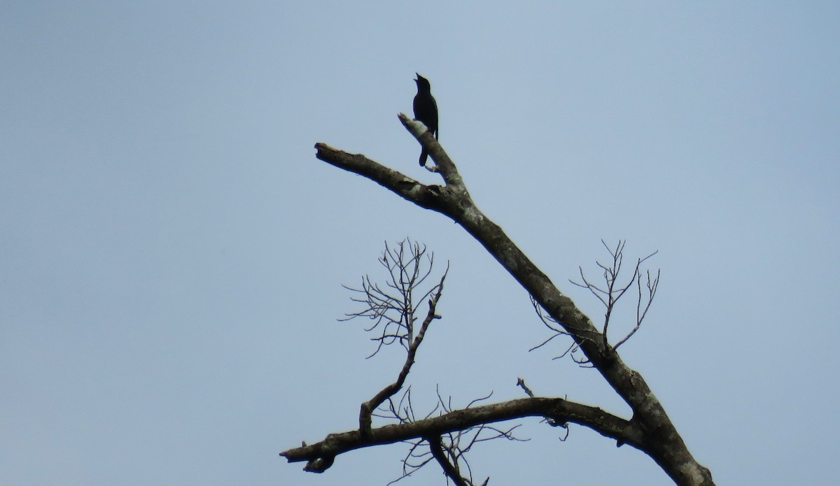 Sulawesi Cicadabird - ML645255918