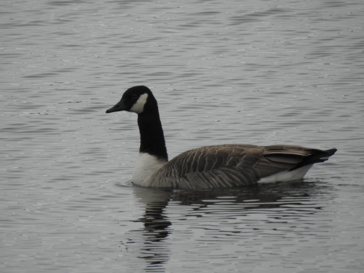 Canada Goose - ML645255919