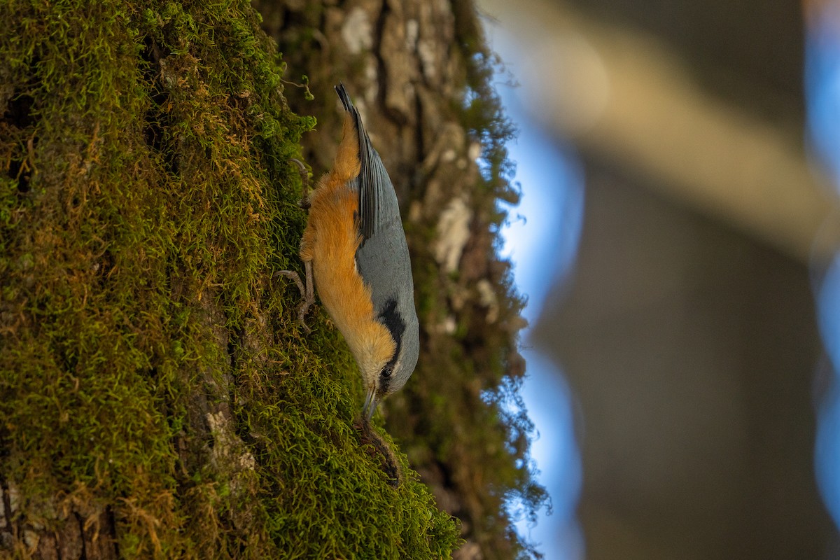 White-tailed Nuthatch - ML645255942