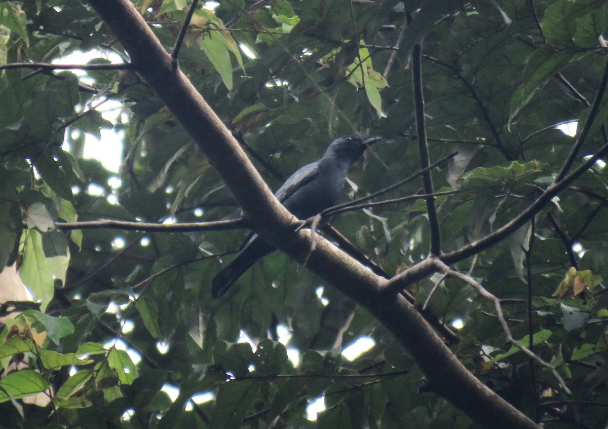 Sulawesi Cicadabird - ML645255944