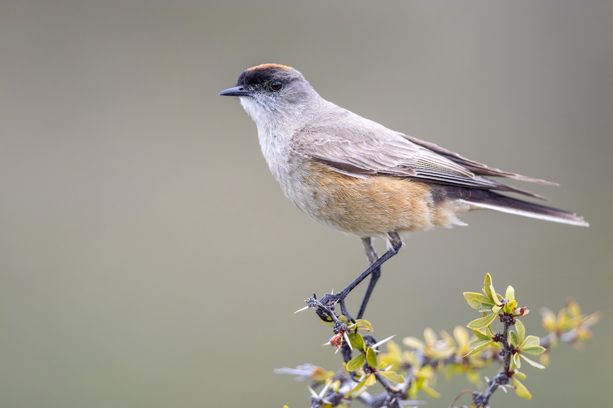 チャバライワタイランチョウ - ML645255954