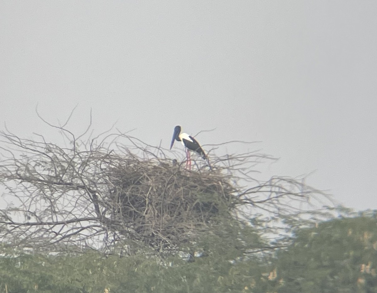 Black-necked Stork - ML645255955