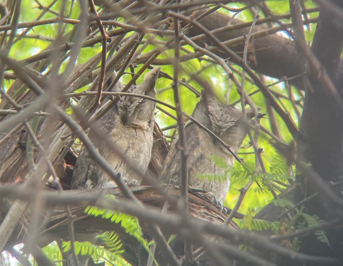 Indian Scops-Owl - ML645255968