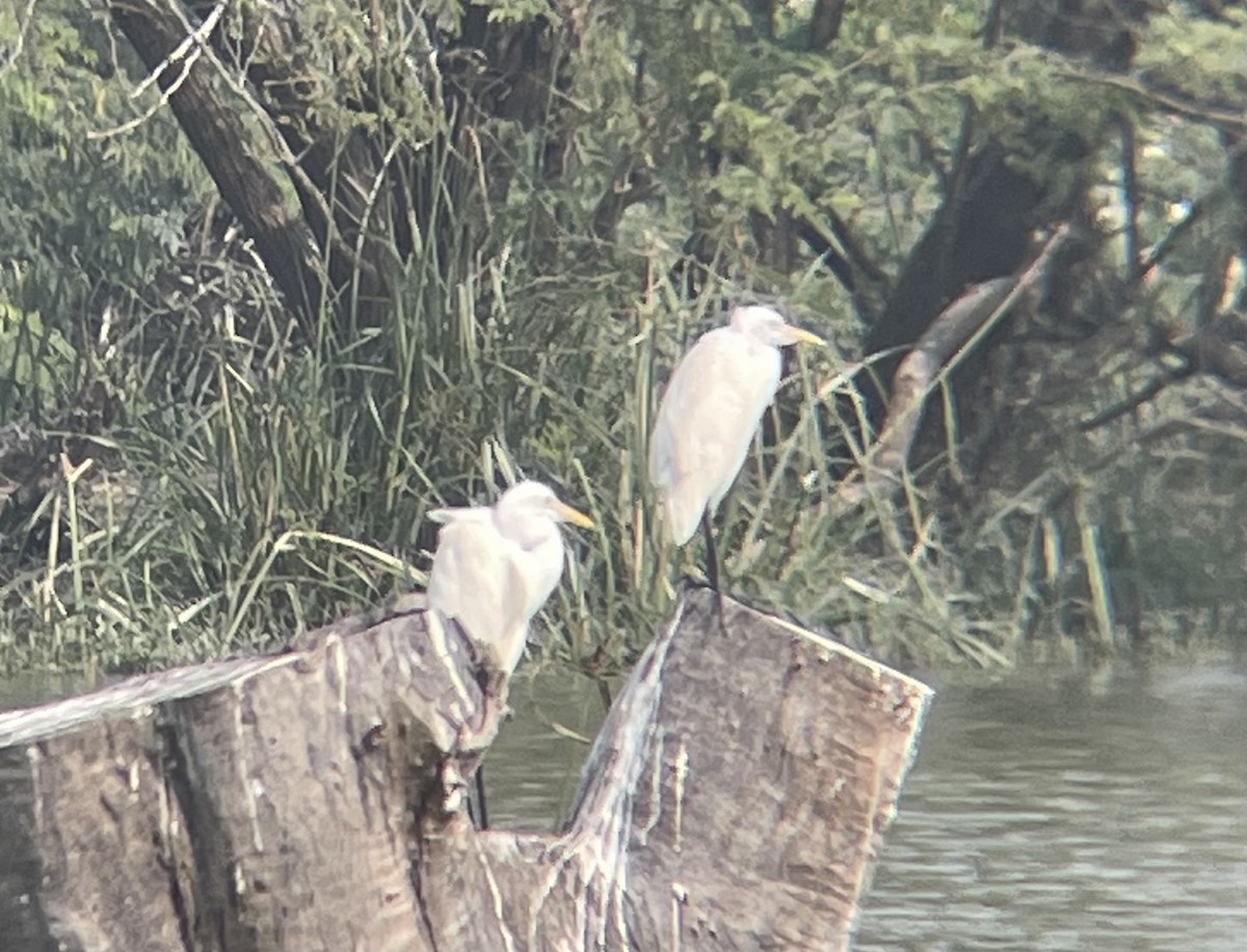 Medium Egret - ML645255975