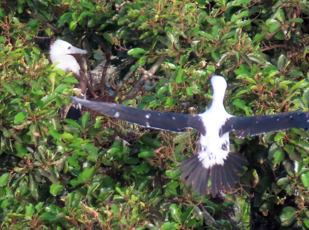 Fou d'Abbott - ML645255982