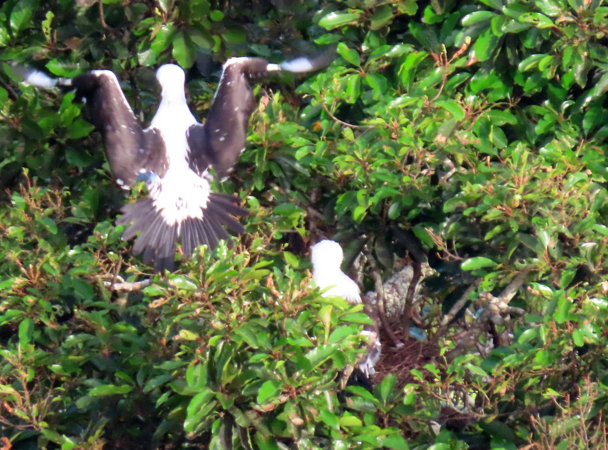 Fou d'Abbott - ML645255987