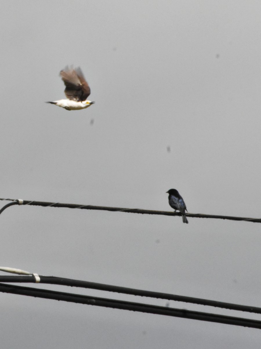 White Woodpecker - ML645255992