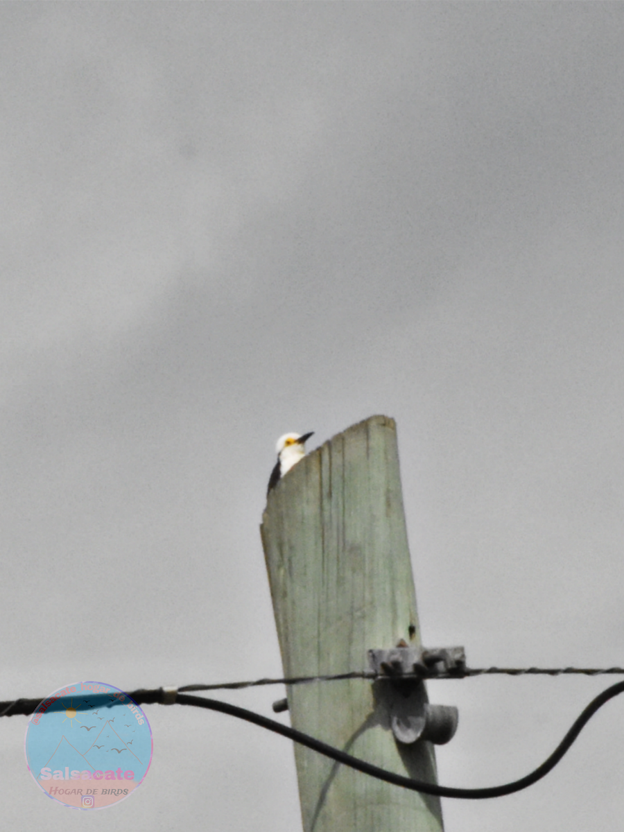 White Woodpecker - ML645255993