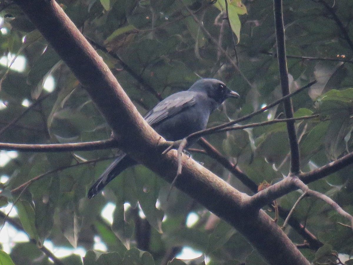 Sulawesi Cicadabird - ML645256004