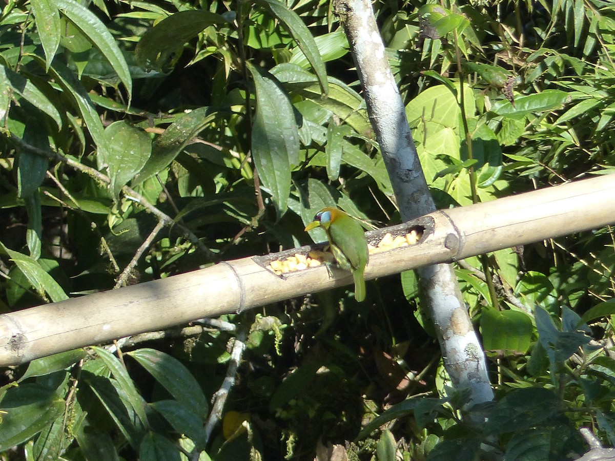 Red-headed Barbet - ML645256005