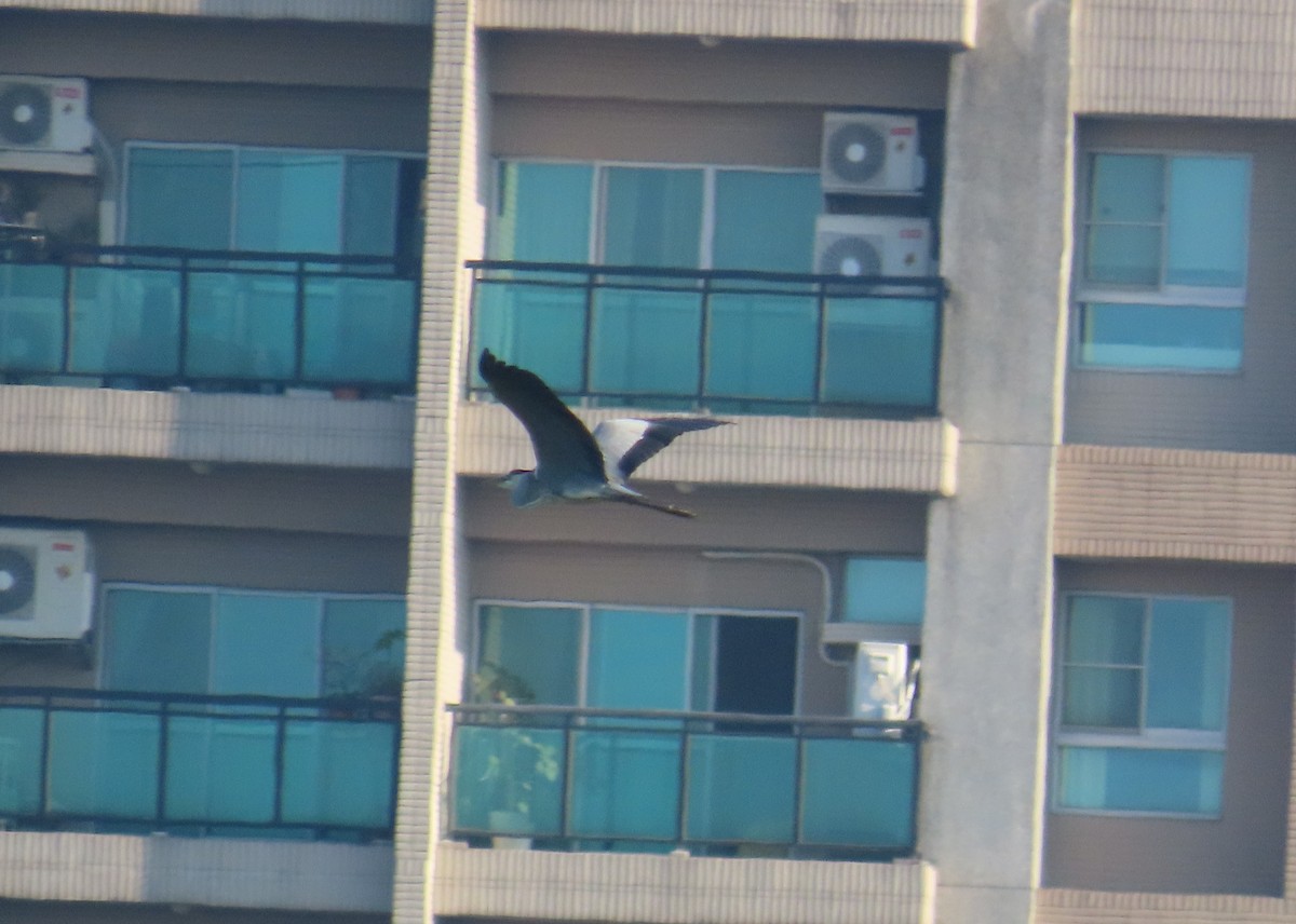 蒼鷺 - ML645256009