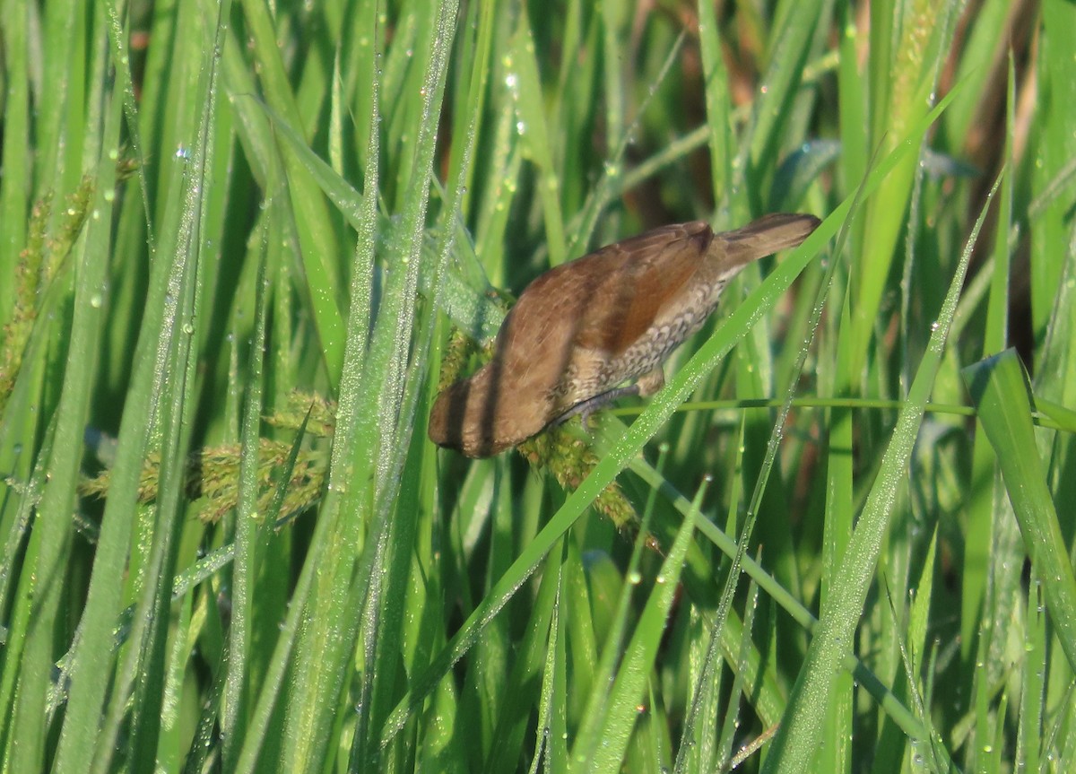 斑文鳥 - ML645256010