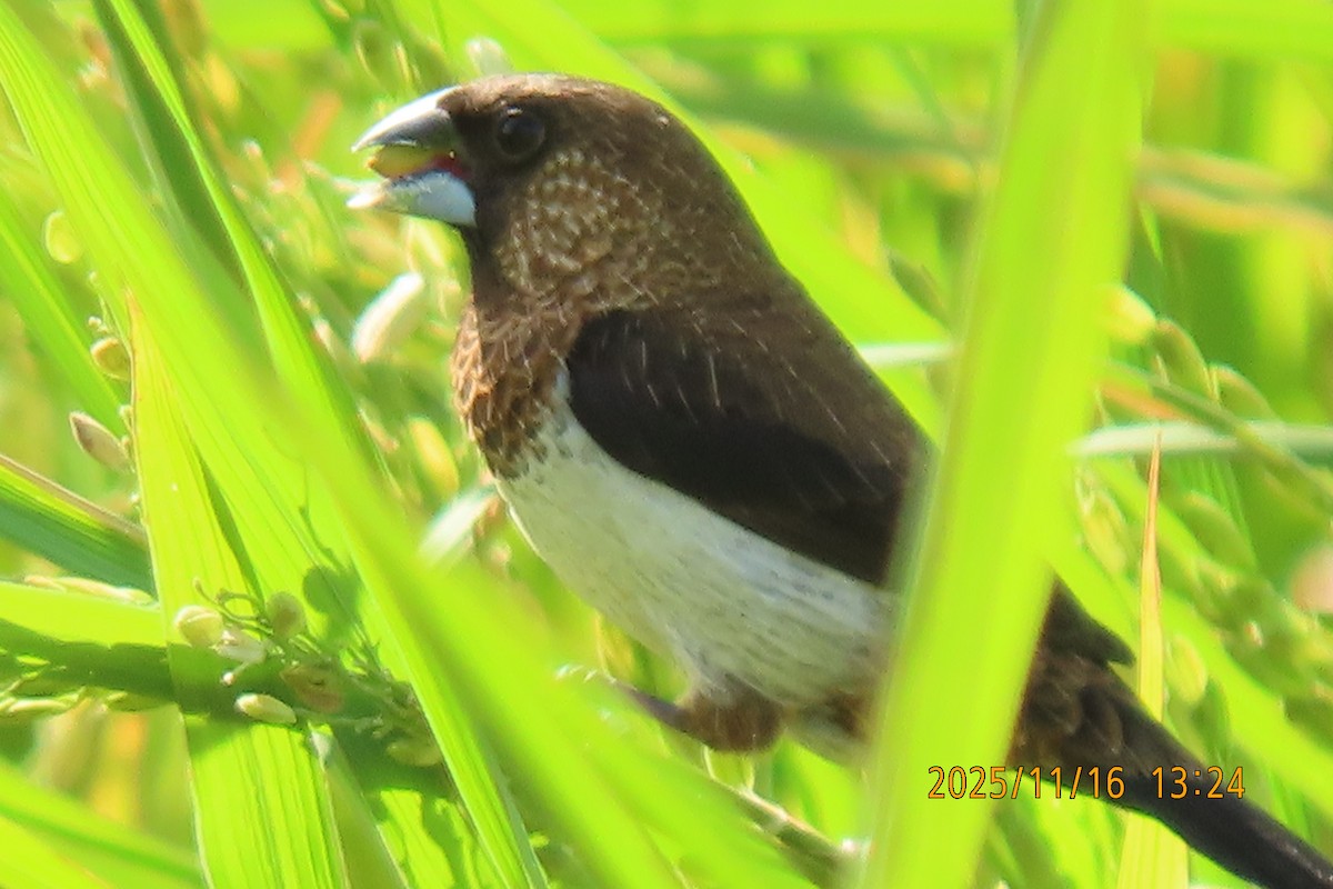 白腰文鳥 - ML645256013