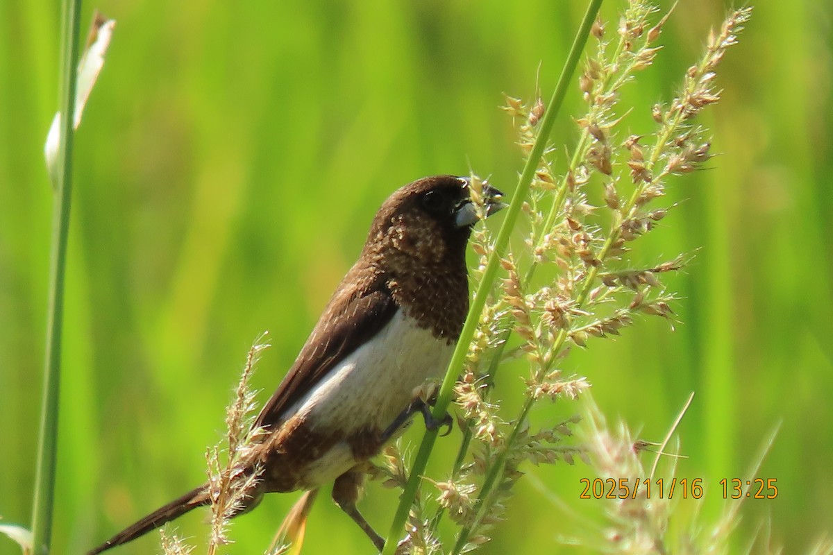 白腰文鳥 - ML645256014