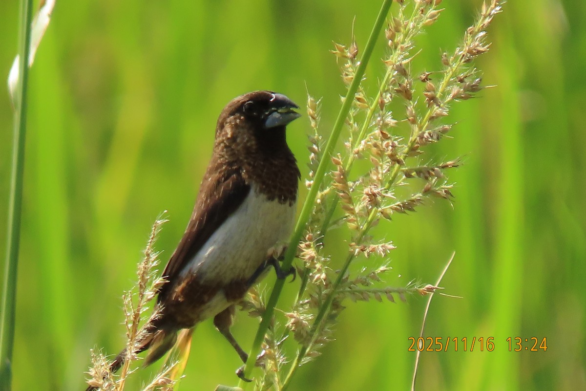 白腰文鳥 - ML645256015