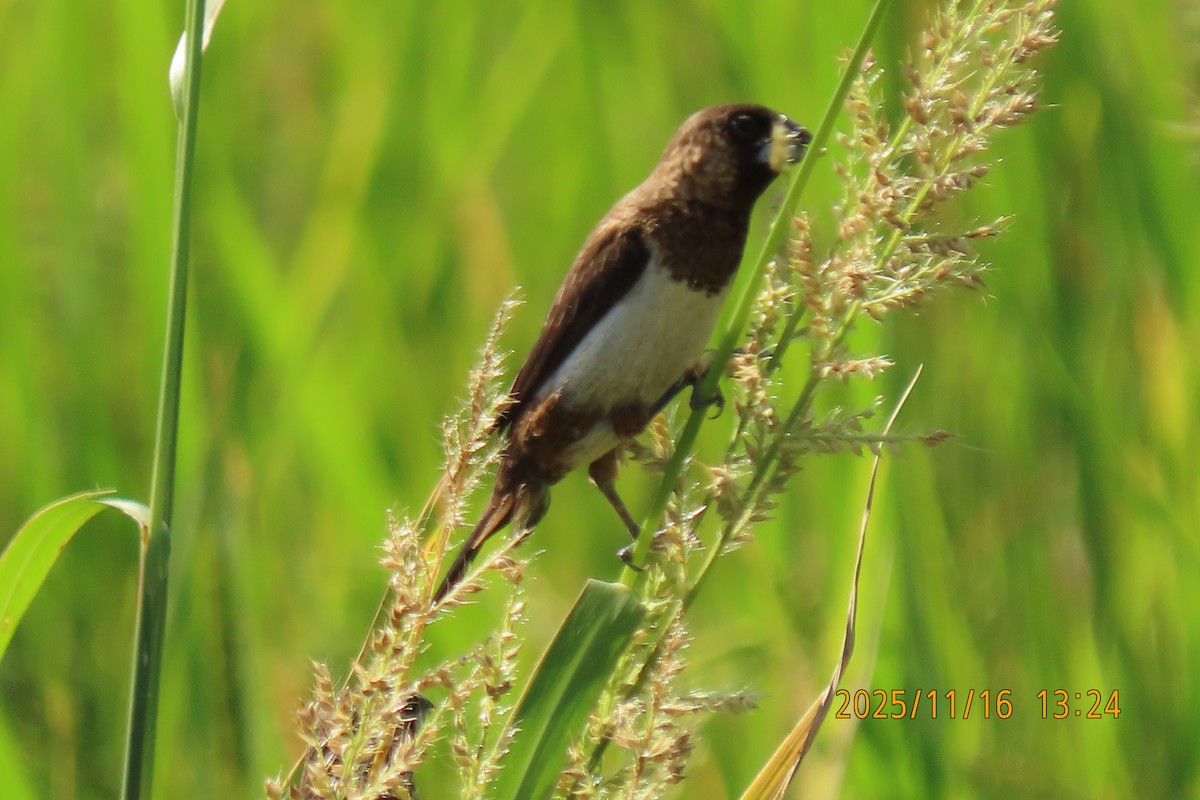 白腰文鳥 - ML645256016