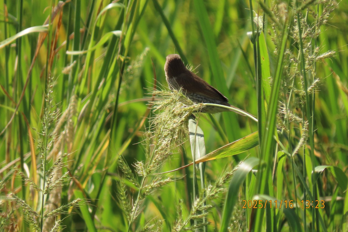 白腰文鳥 - ML645256017