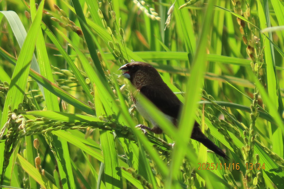 白腰文鳥 - ML645256018