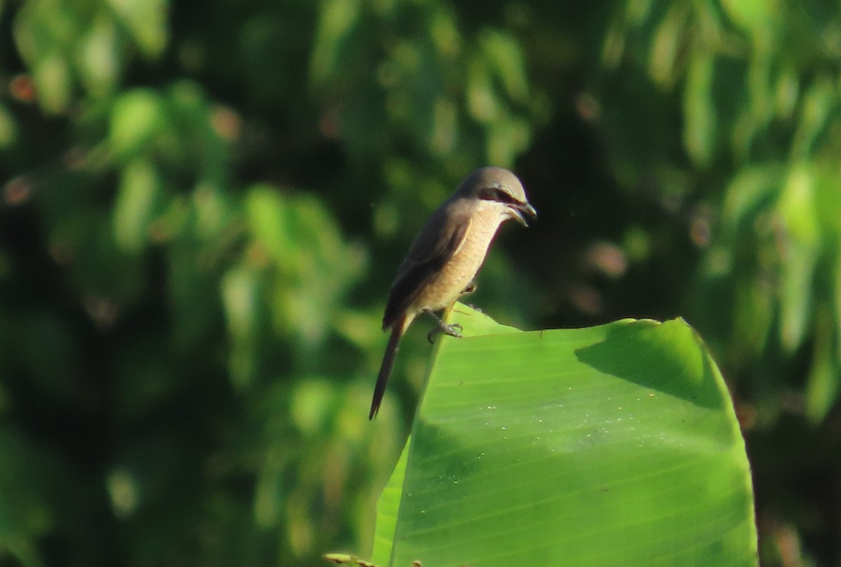 紅尾伯勞 - ML645256019