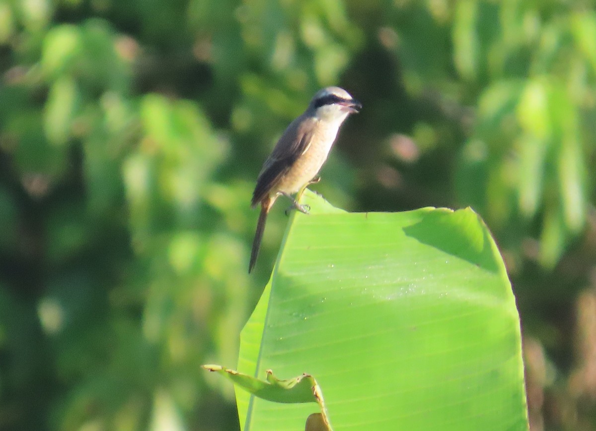 紅尾伯勞 - ML645256020