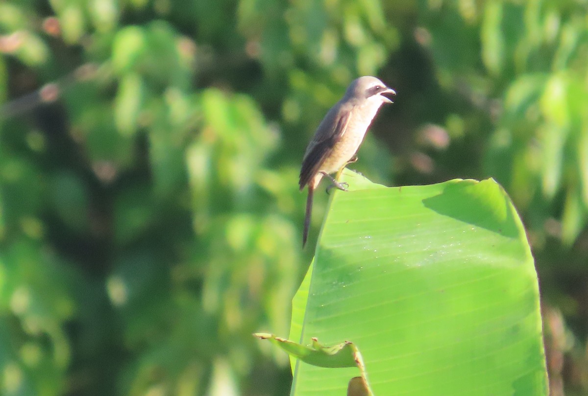 紅尾伯勞 - ML645256021