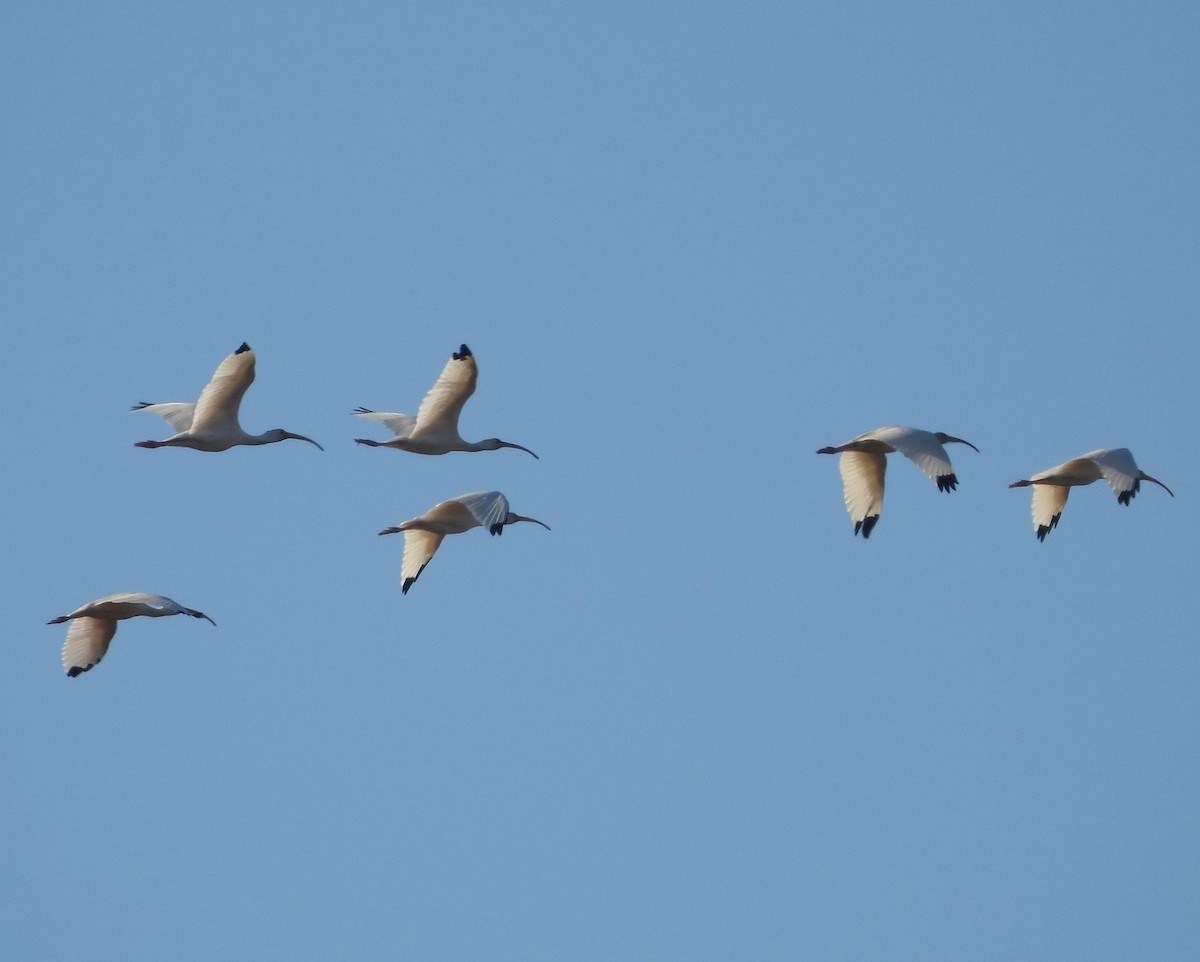 White Ibis - ML645256022