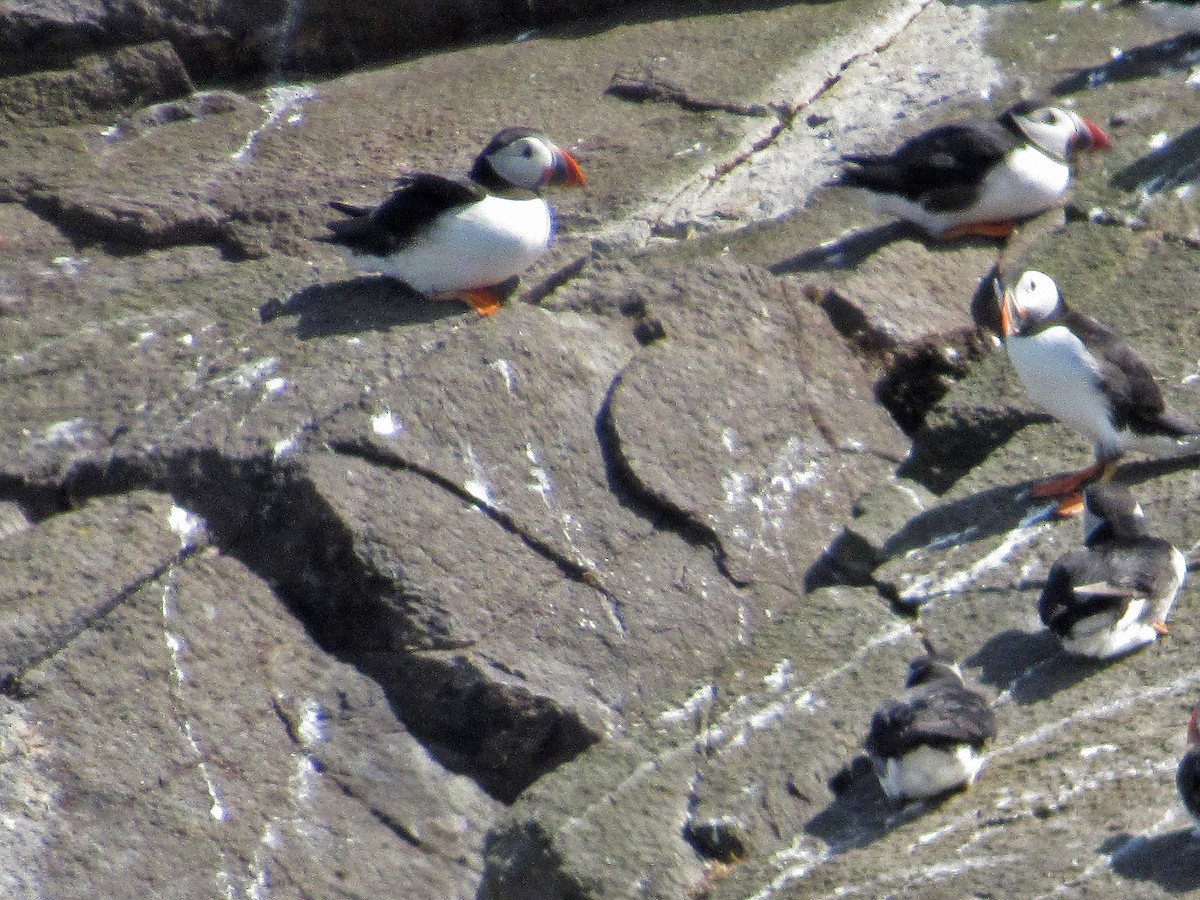 Atlantic Puffin - ML645256023